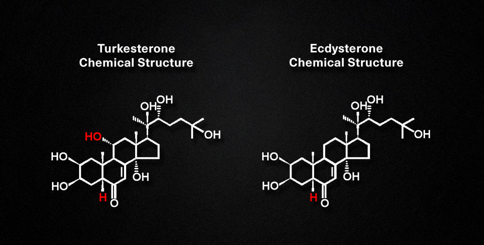 How does it work? The science behind Turkesterone